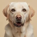 Milo, a Labrador, 9
